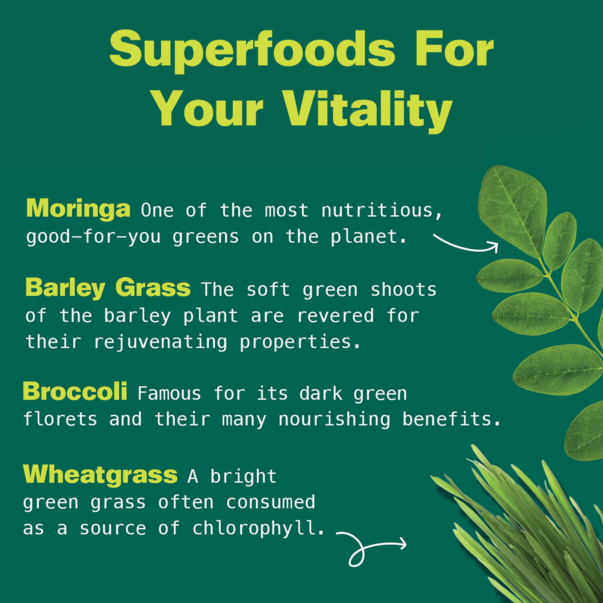 Moringa blend in Kuli Kuli Green Power