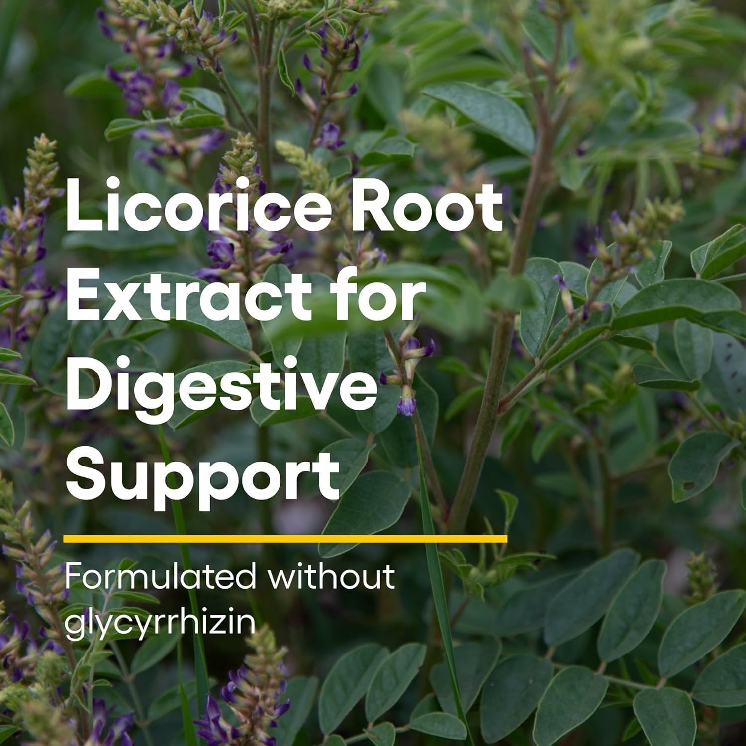 Graphic showing licorice root extract ingredient