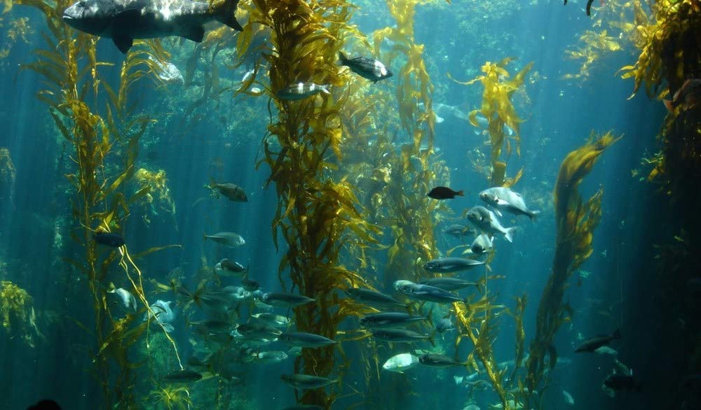 Vegetarian-friendly, non-GMO oyster extract capsules