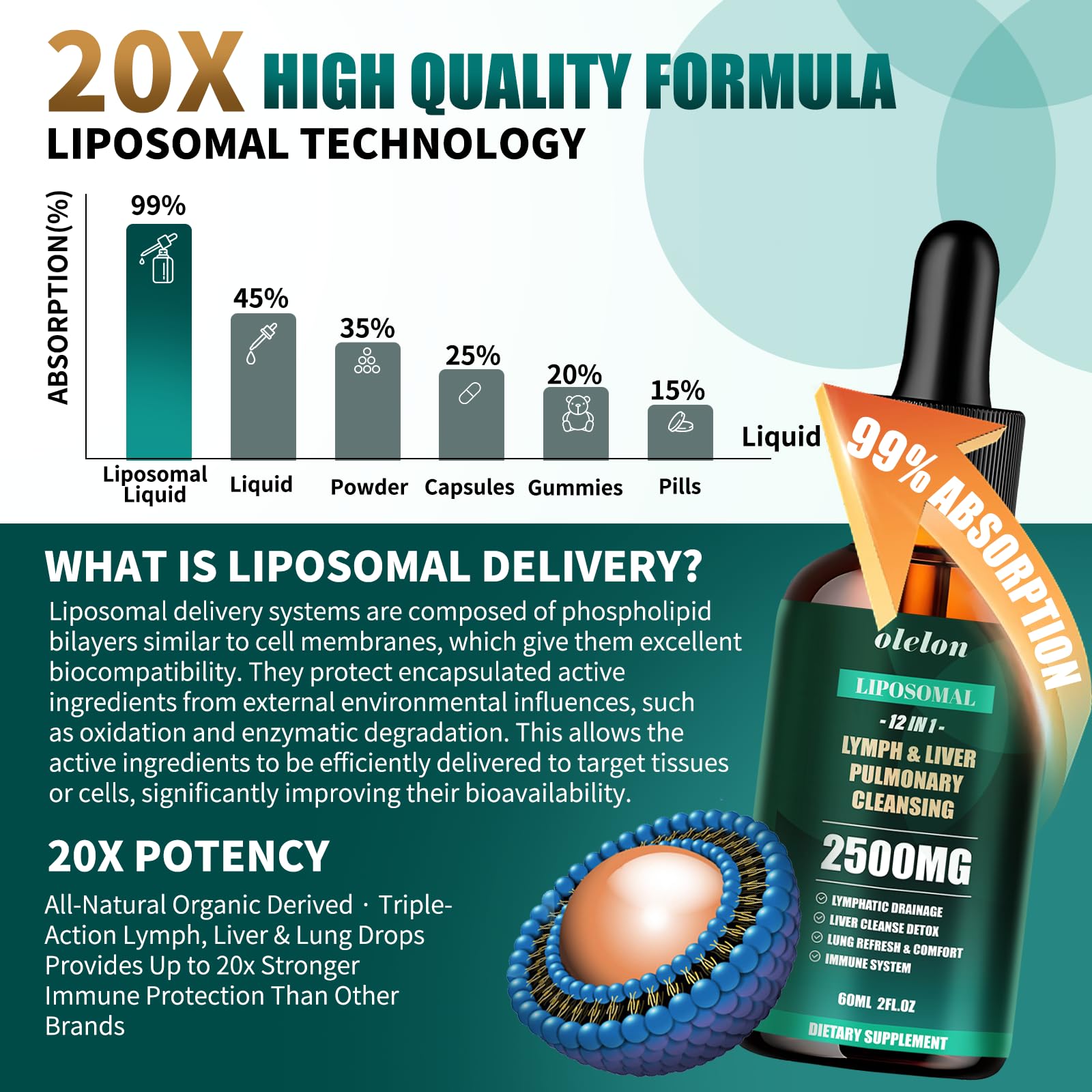 Illustration of lymphatic, liver, and lung support concept