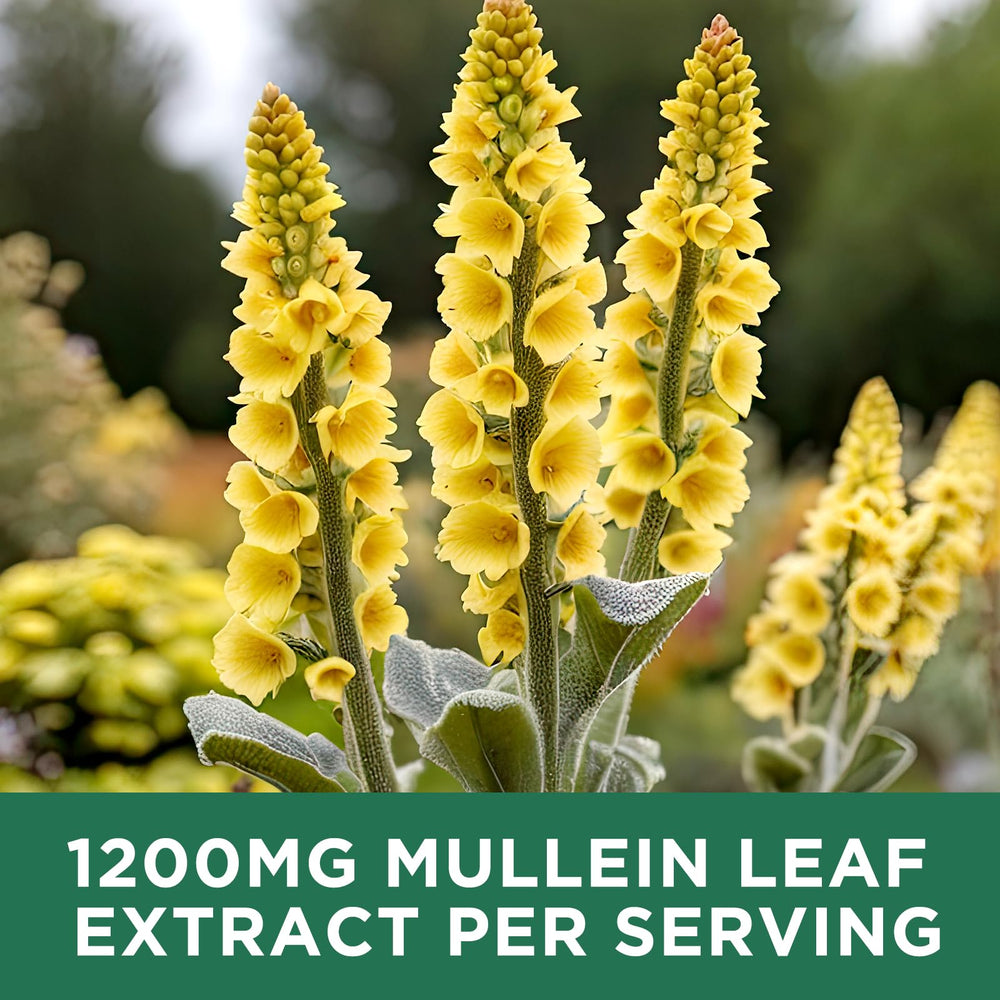 Close-up of mullein drops for lung support