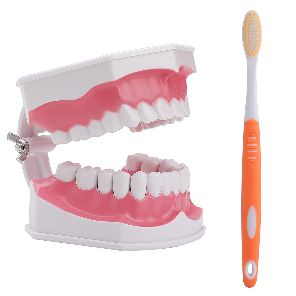LVCHEN 2x Teeth Model with Toothbrush – front view