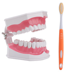 LVCHEN 2x Teeth Model with Toothbrush – front view