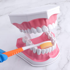Detachable lower teeth on LVCHEN 2x model with brush
