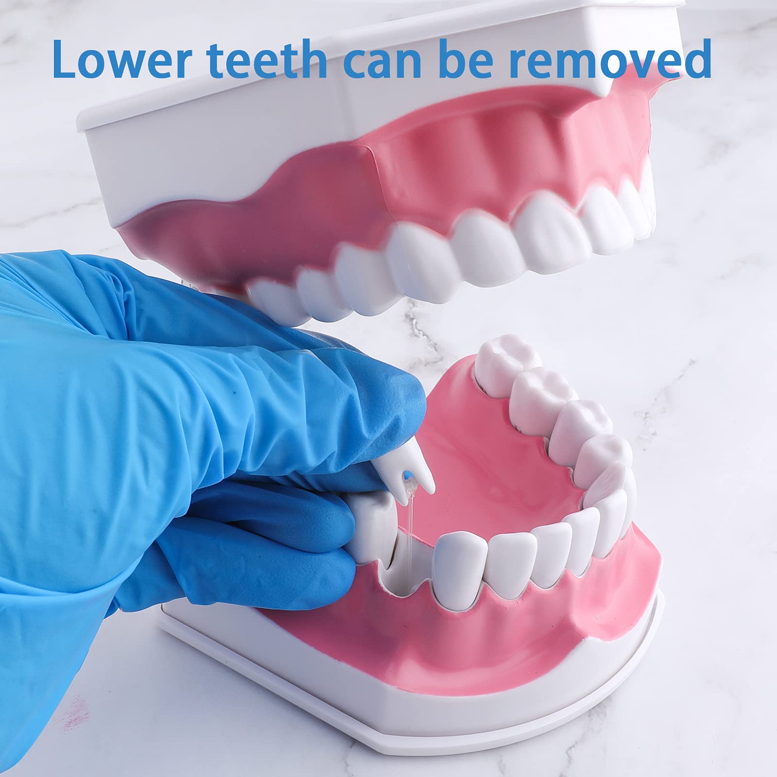 Classroom setup with LVCHEN 2x teeth model and brush