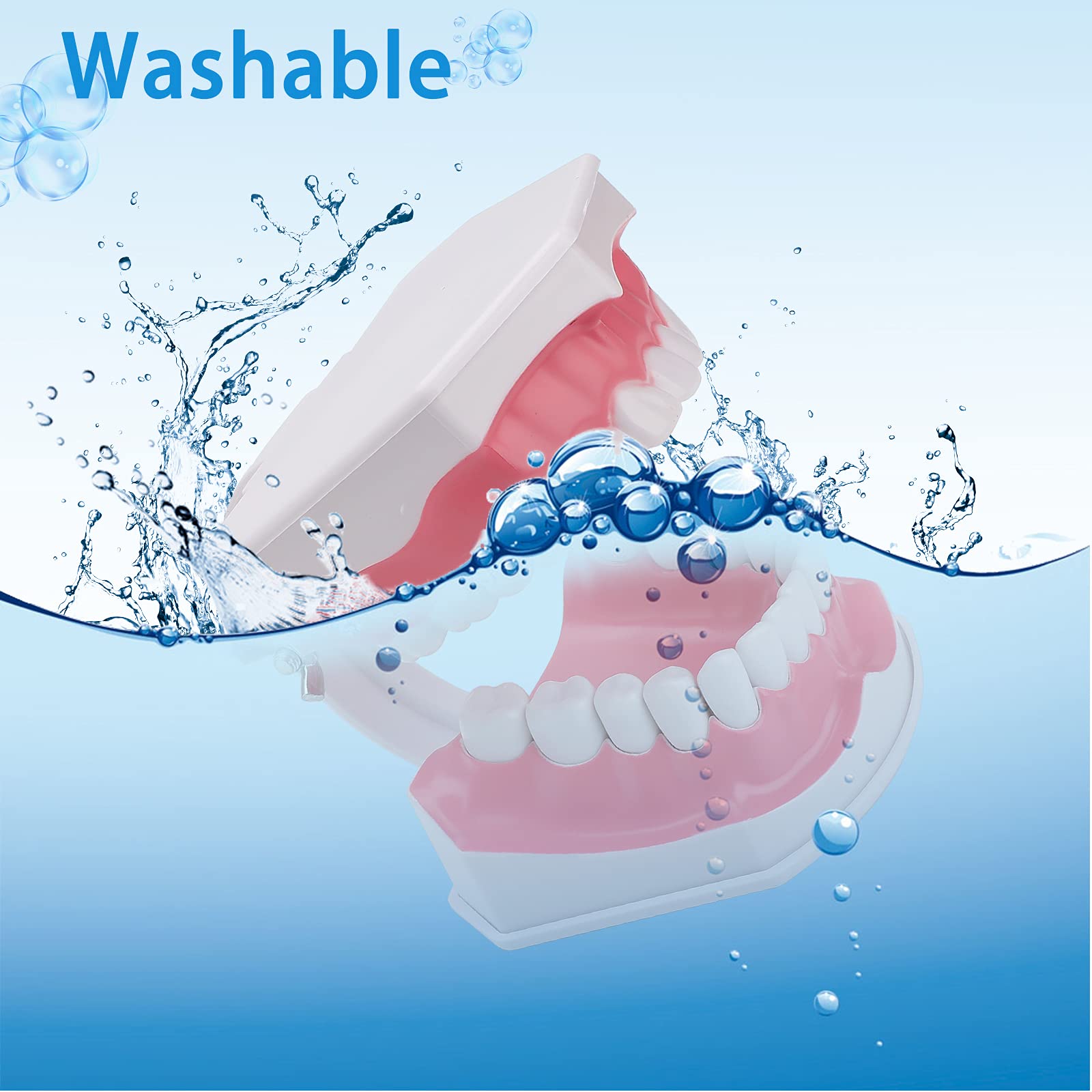 Upper and lower teeth details on LVCHEN model