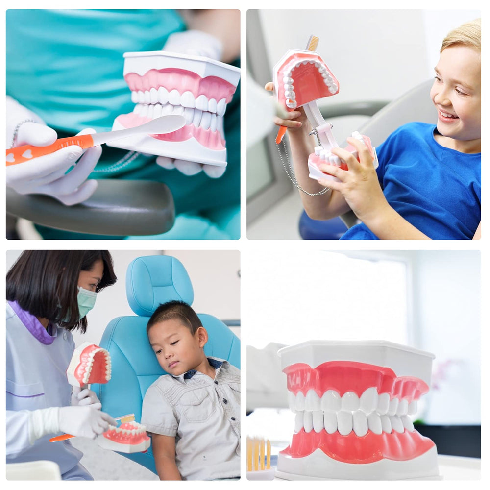 Educational dental model used for kids classroom demonstrations