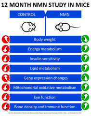 NMN molecule illustration showcasing NAD+ boost
