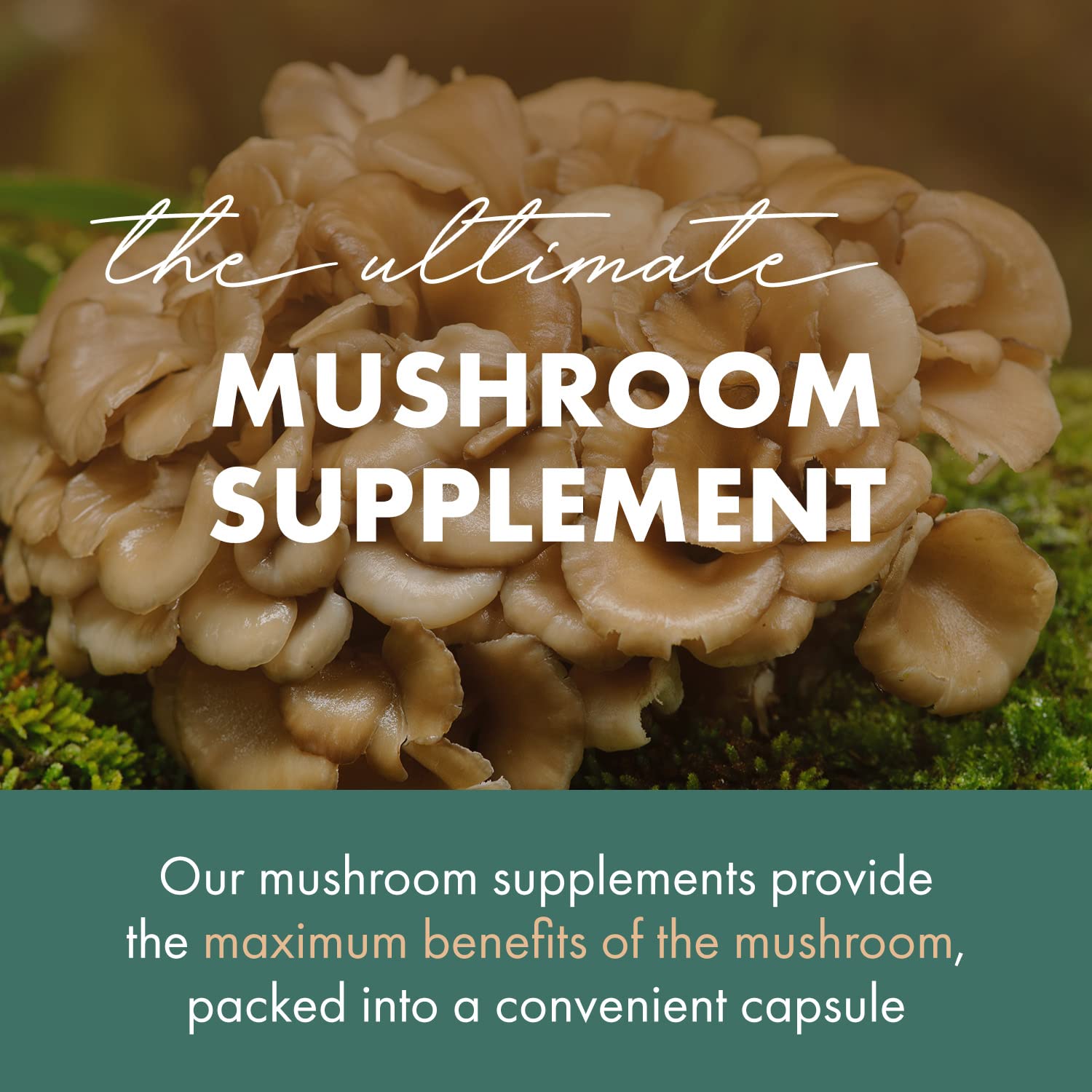 Fruiting body Maitake mushrooms used in the supplement