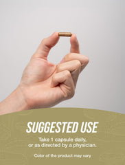 Maitake Mushroom Capsules arranged in a row for display