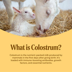Immune support concept with goat milk colostrum powder