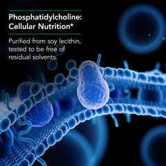 Graphic illustrating memory support from phosphatidylcholine