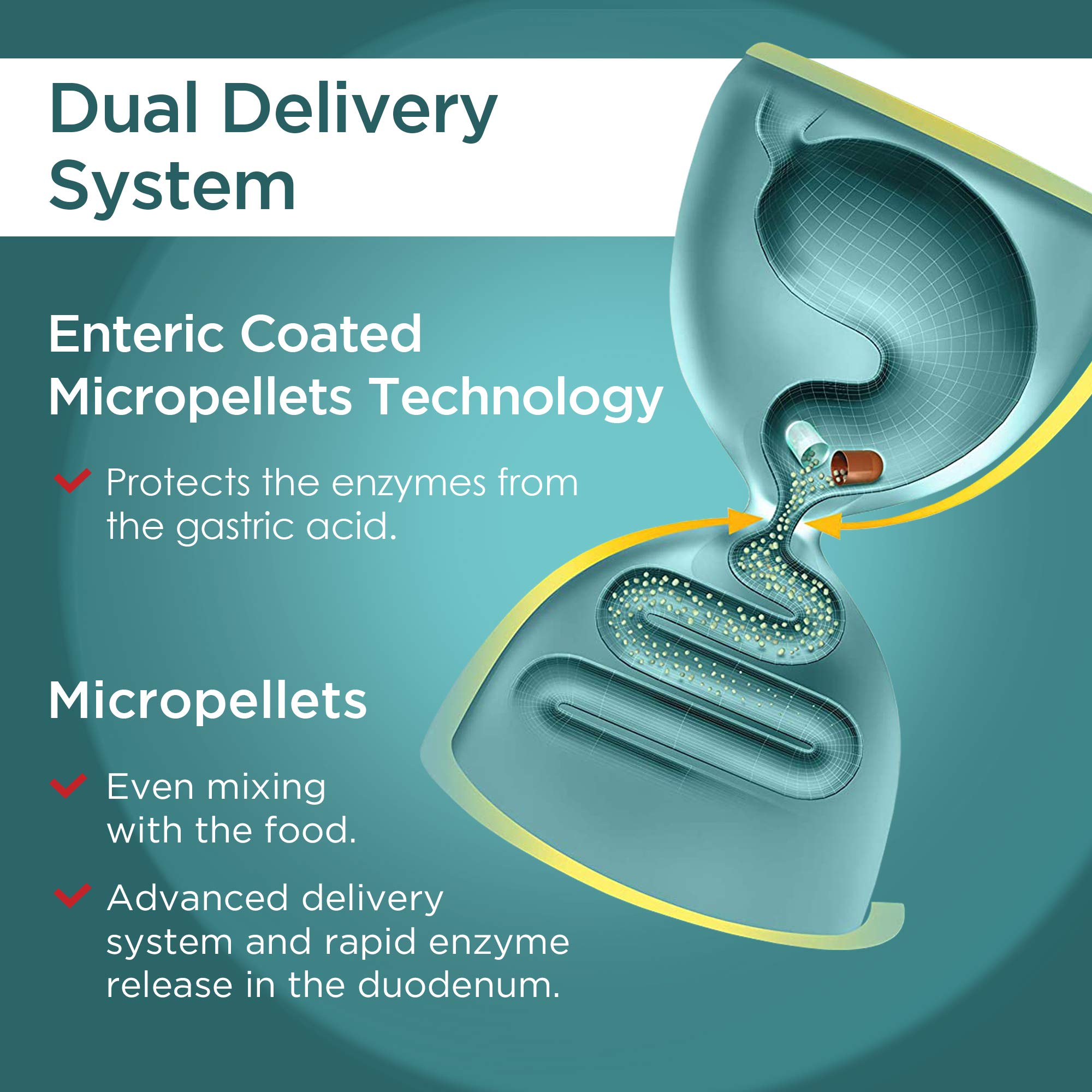 50 fast-acting Micrazym capsules for digestive support