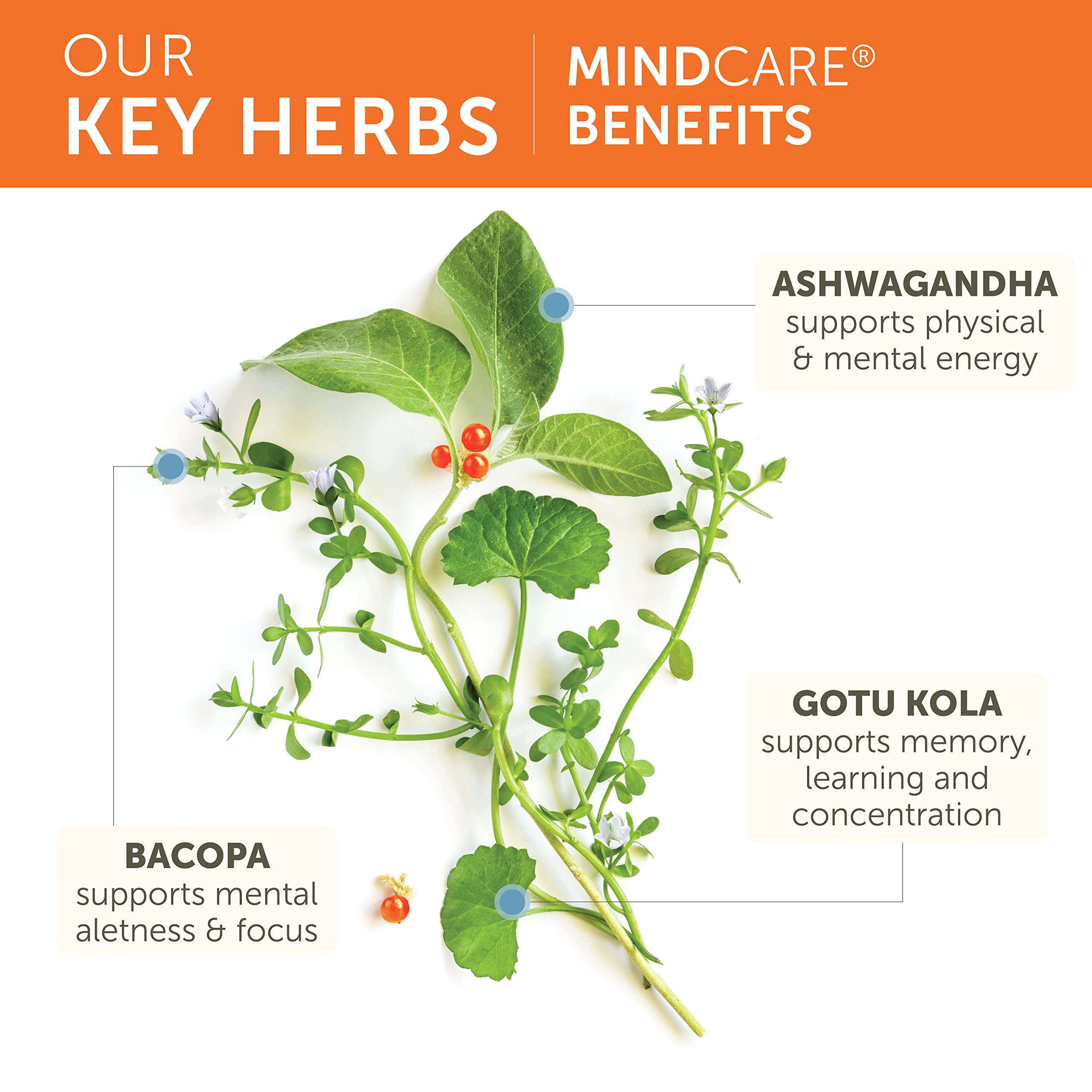 MindCare product illustrating memory, focus and mental clarity