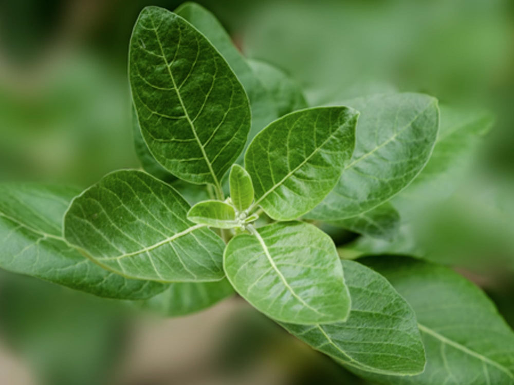 Cognitive performance concept with focus imagery and notes