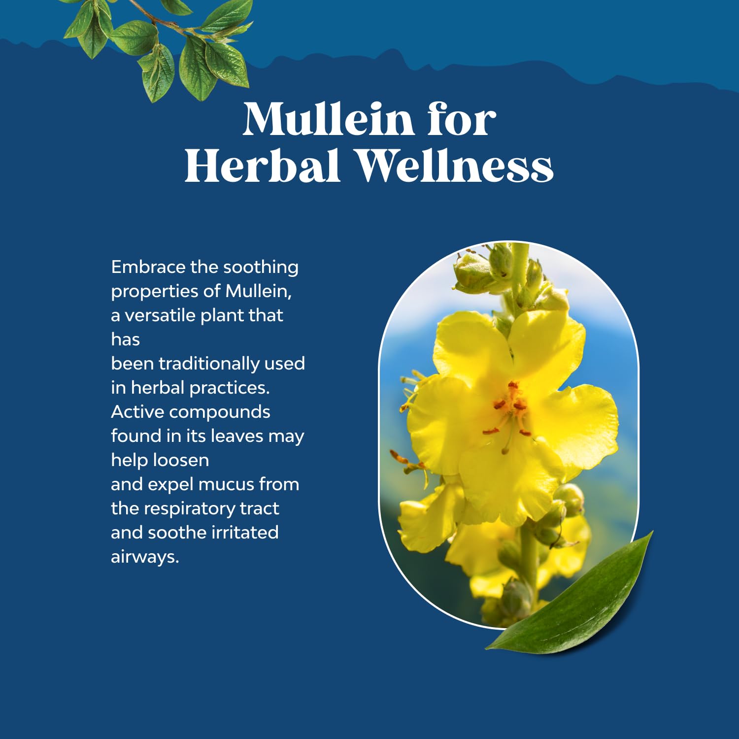 Close-up of mullein leaf tincture bottle