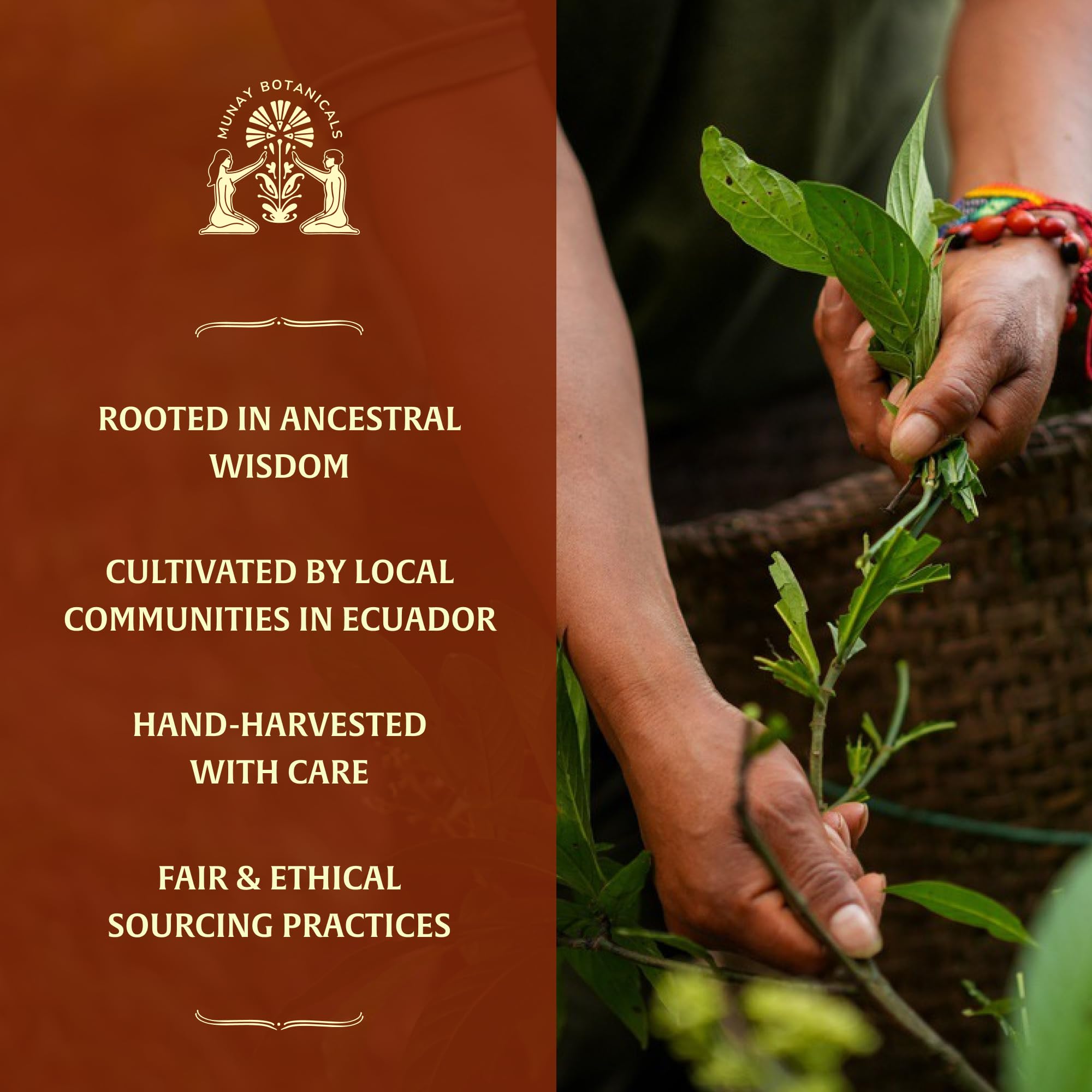 Munay Botanicals Hibiscus Extract drops pour for easy-use flavor lift in beverages