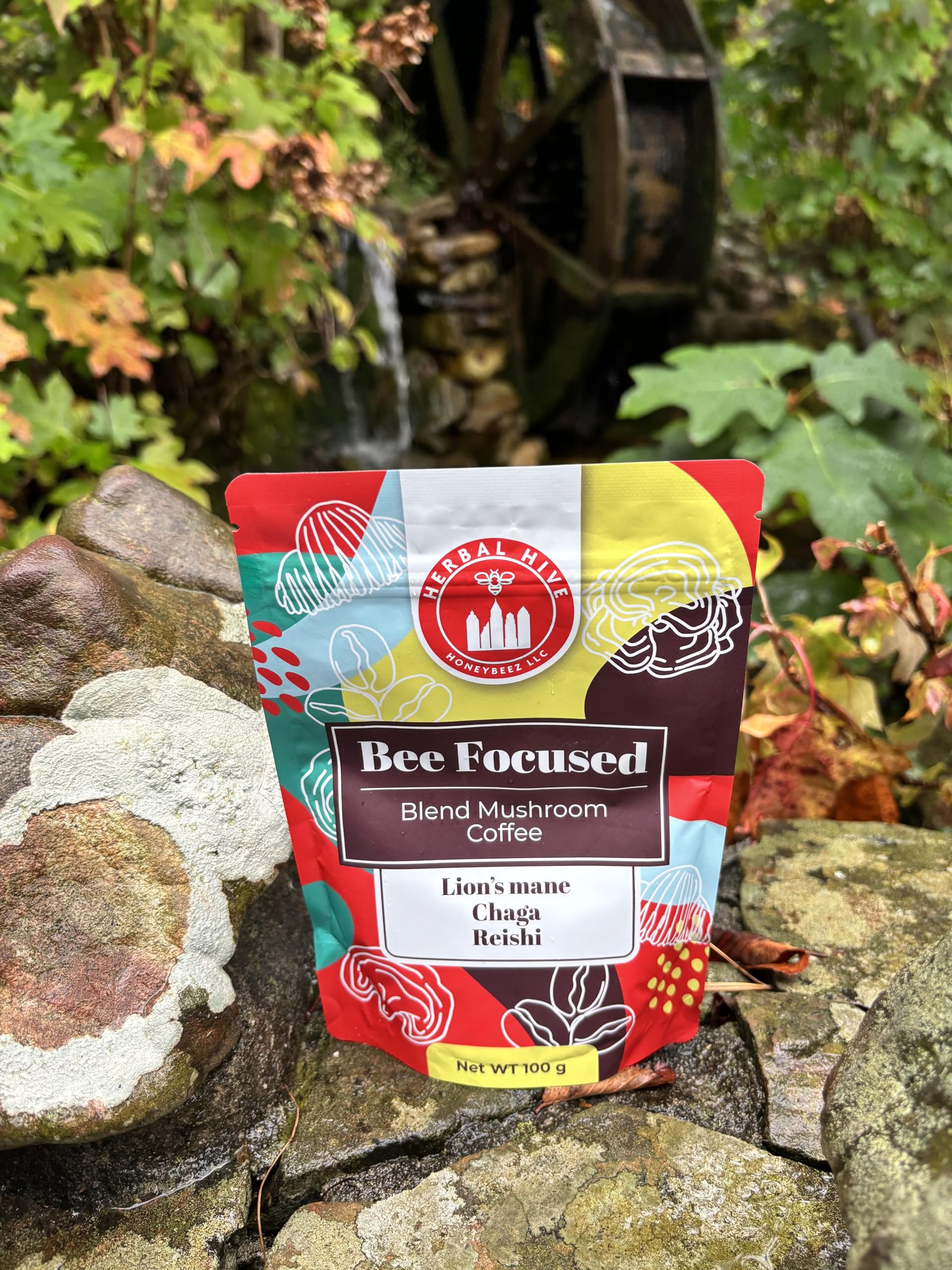 Close-up of Lion's Mane, Chaga and Reishi mushrooms