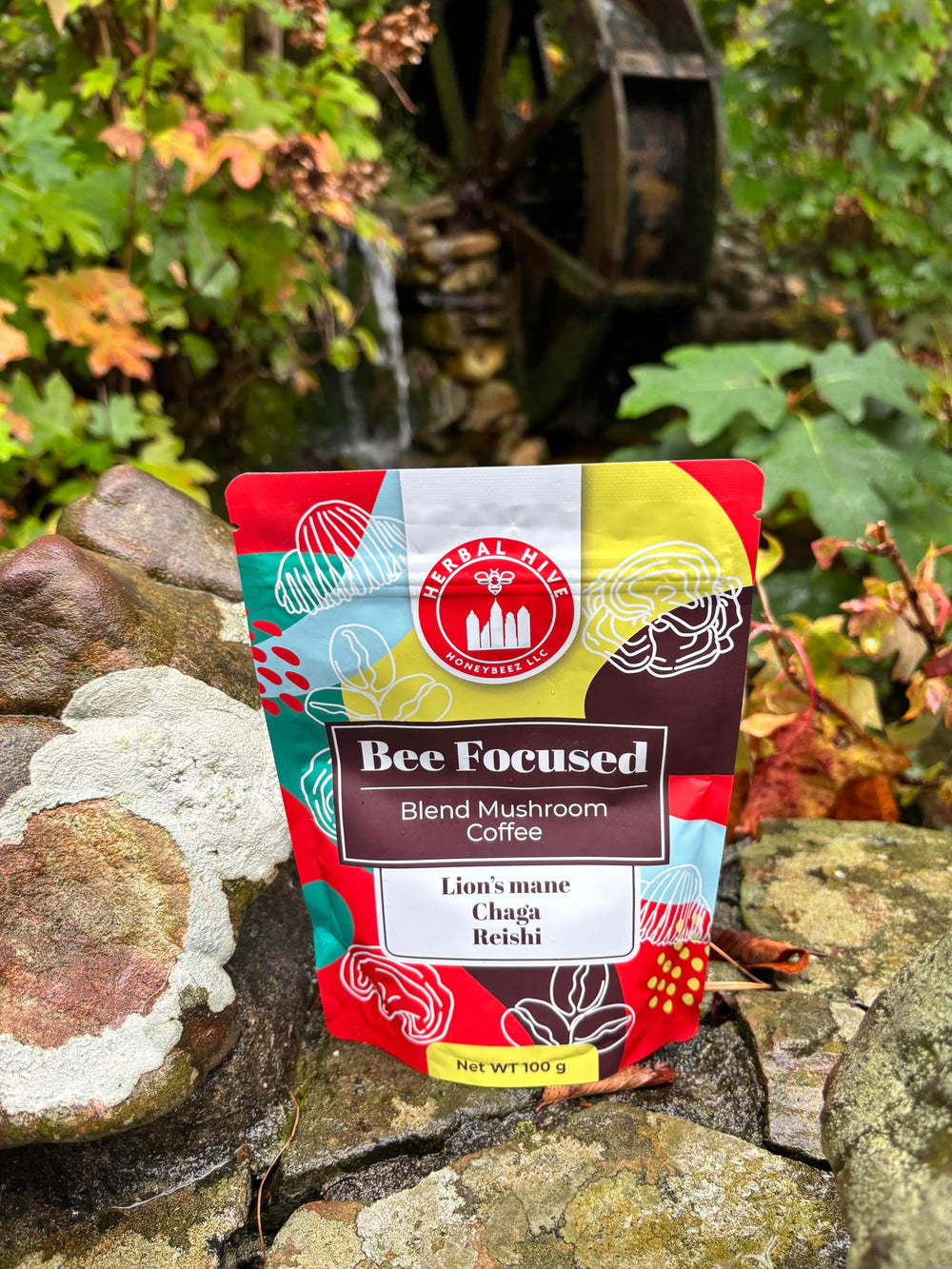 Close-up of Lion's Mane, Chaga and Reishi mushrooms