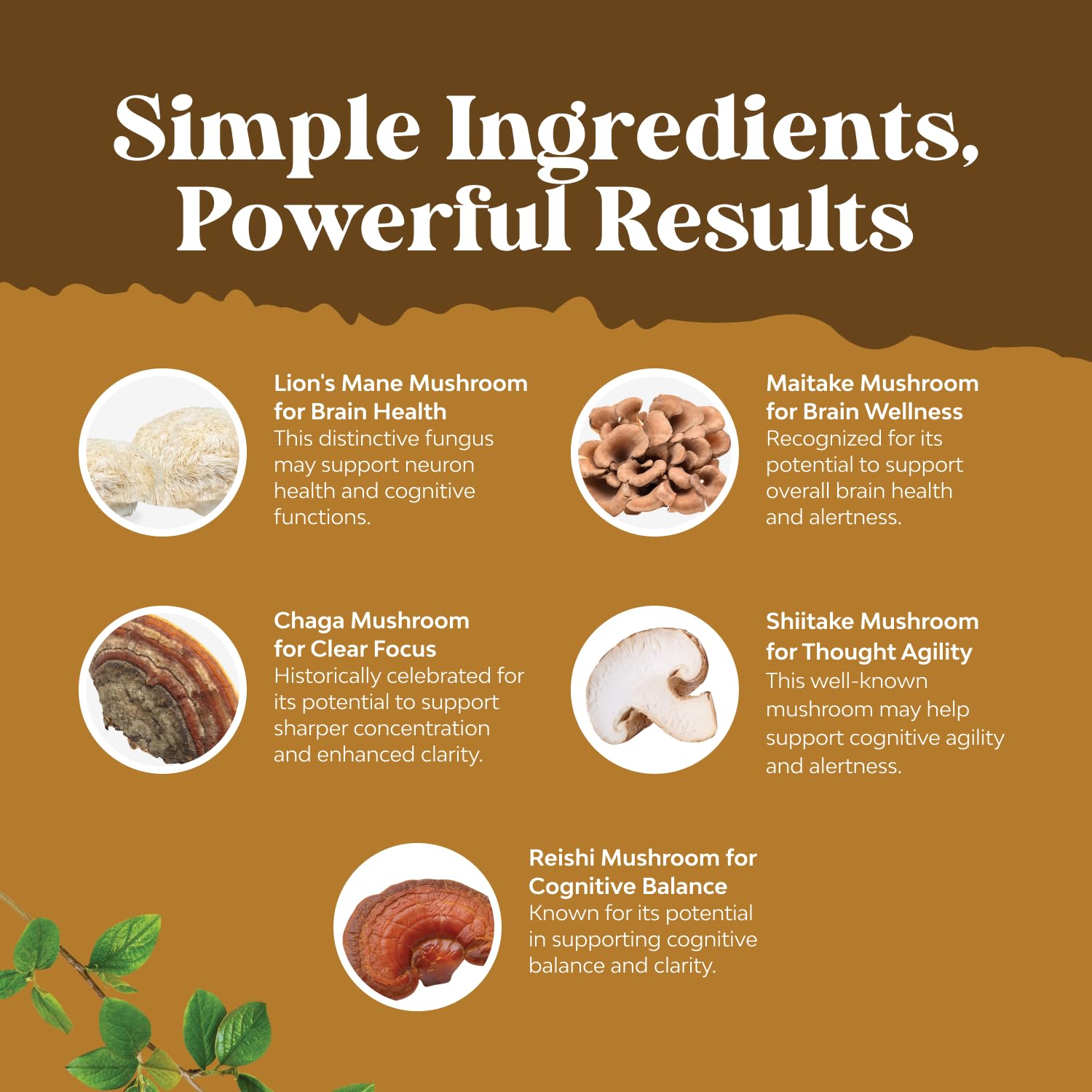 5 in 1 mushroom complex featuring Lion's Mane, Reishi, Chaga, Maitake, and Shiitake