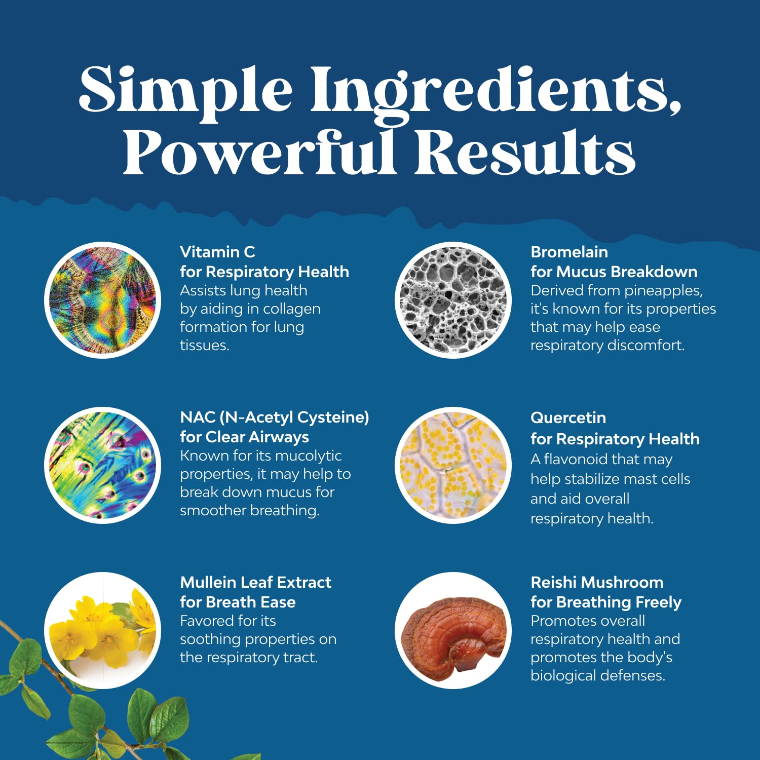 NAC, quercetin and cordyceps extracts graphic