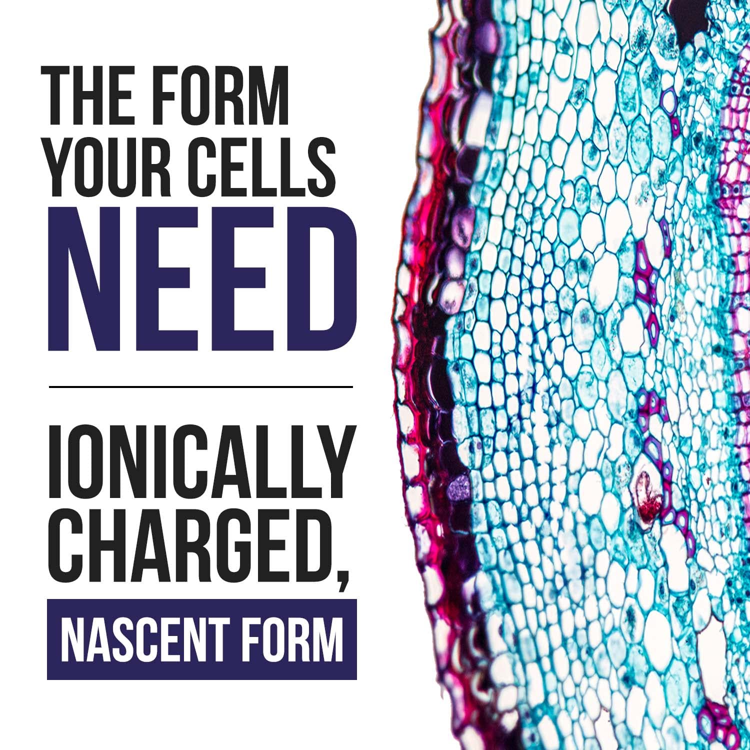 Vegan, earth-sourced minerals