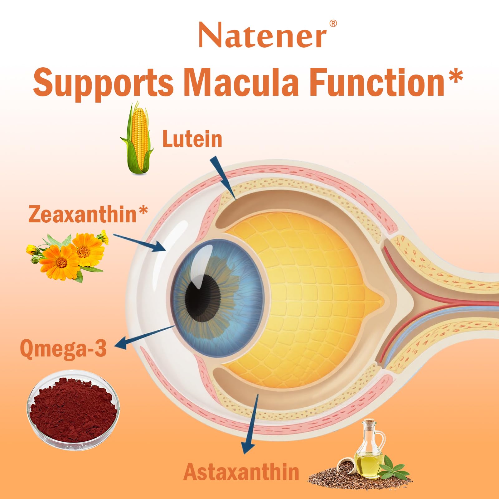 L-theanine contributes to relaxation and focus in Natener formula
