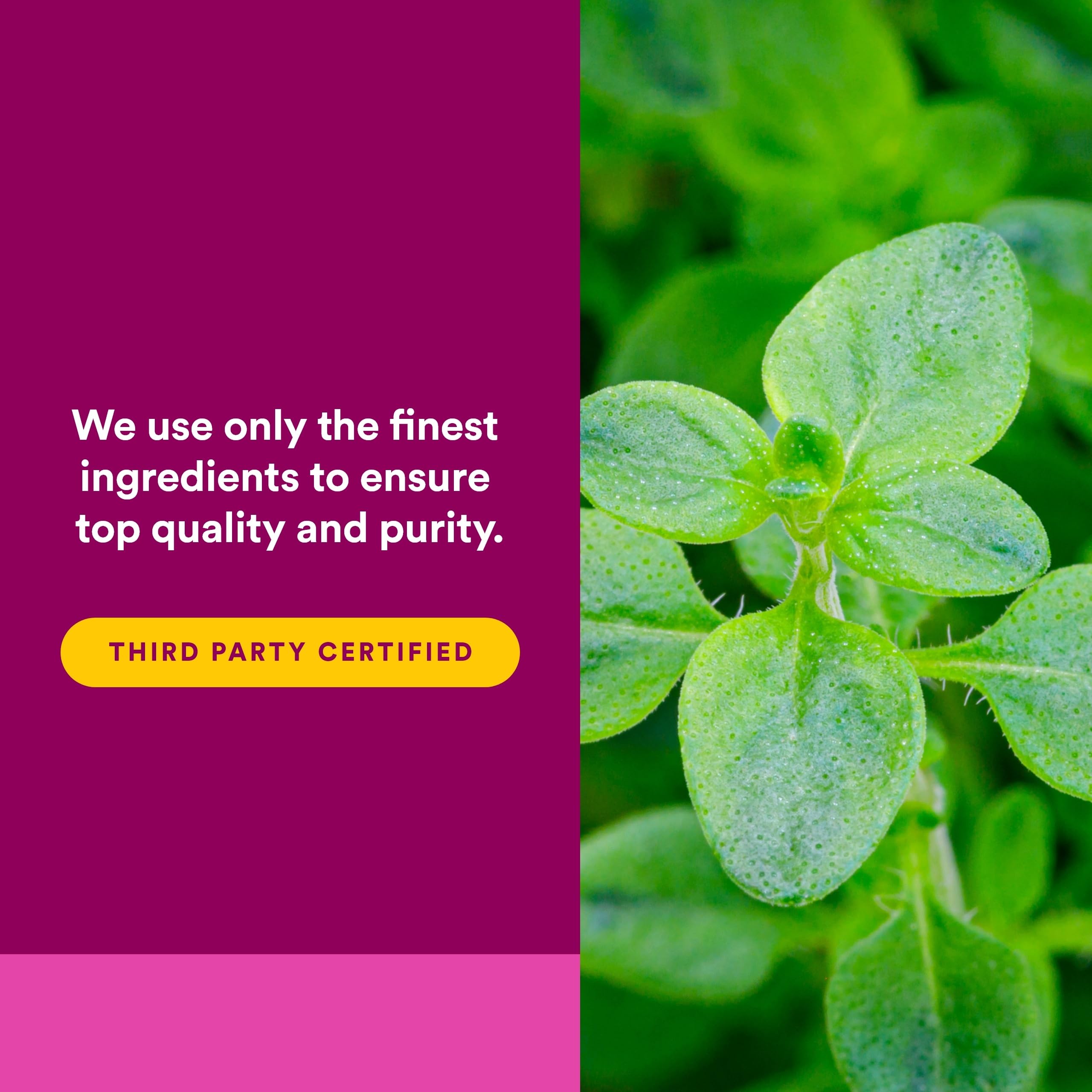 Herbal immunity concept with oregano supplement