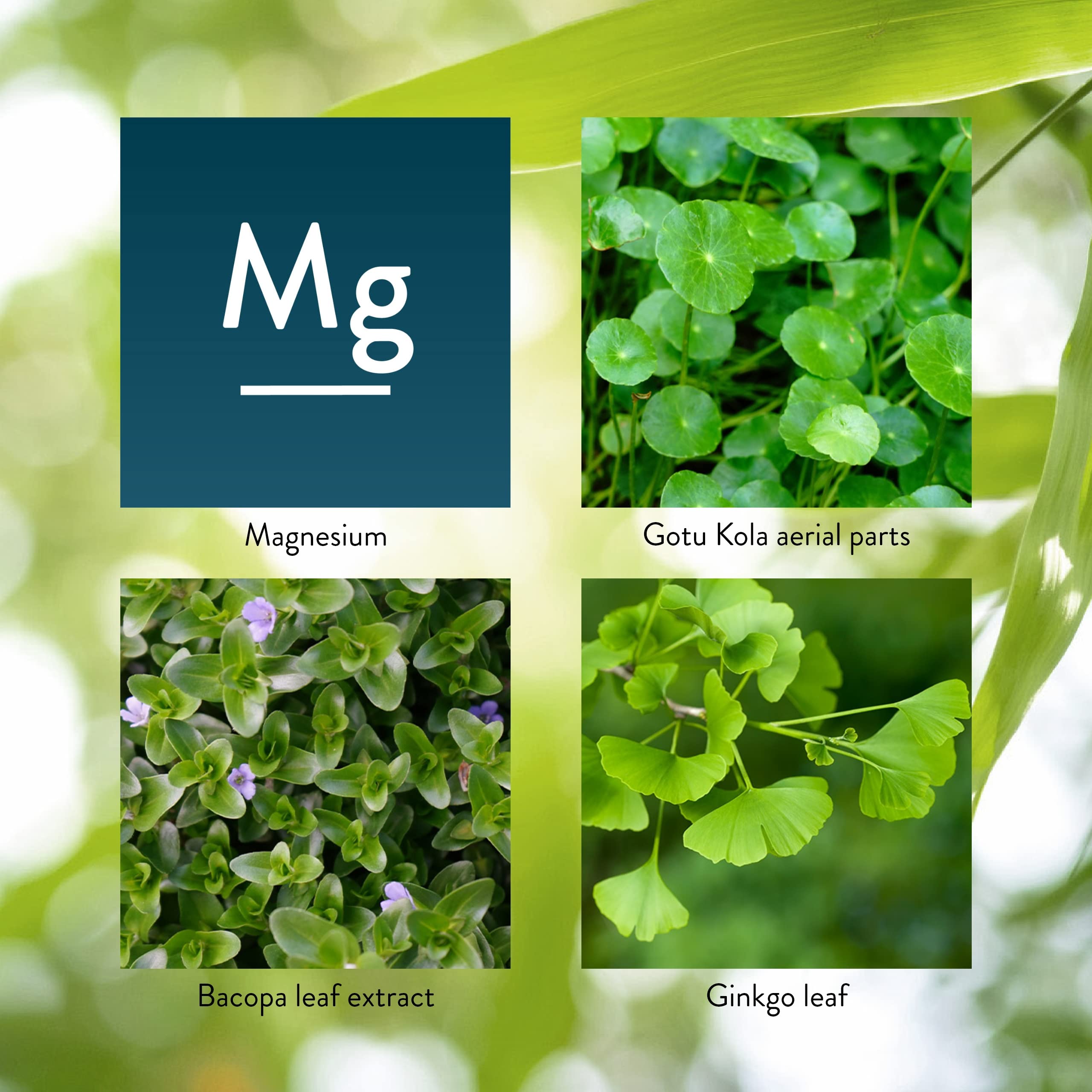 Bacopa leaf extract with Gotu Kola plant image