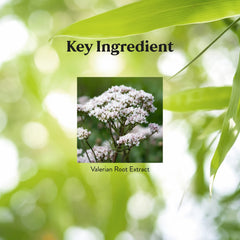 Front packaging of Nature's Sunshine Valerian Root 100 capsules