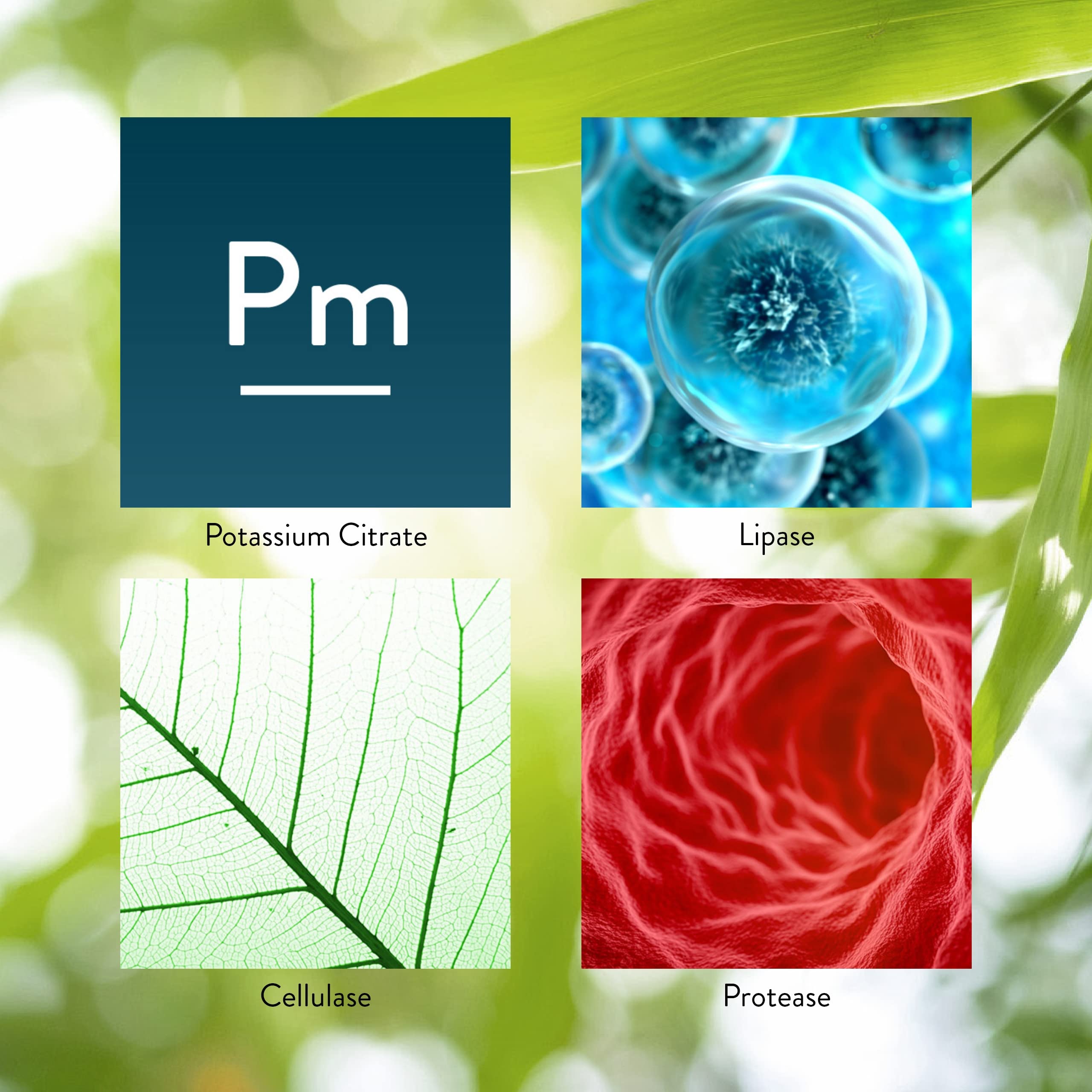 Dandelion root extract as part of the Hi Lipase formula