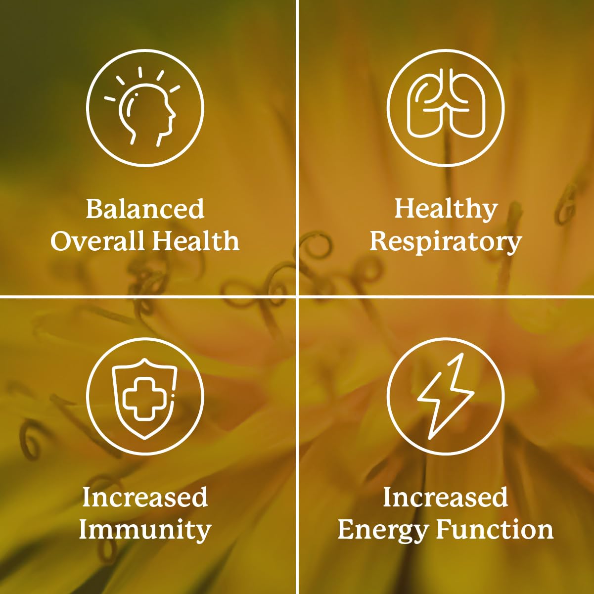 Herbal ingredients used in VS-C TCM concentrate