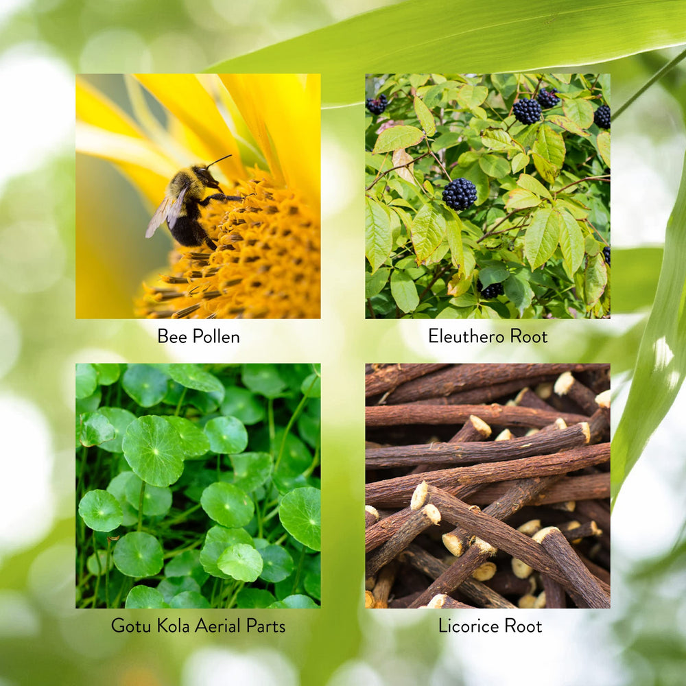 Herbal ingredients used in Energ-V including eleuthero and gotu kola