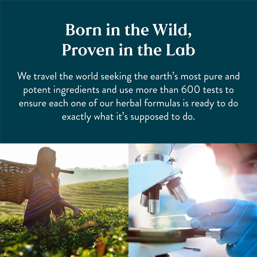 Ingredient collage for Energ-V featuring bee pollen, schizandra, and kelp