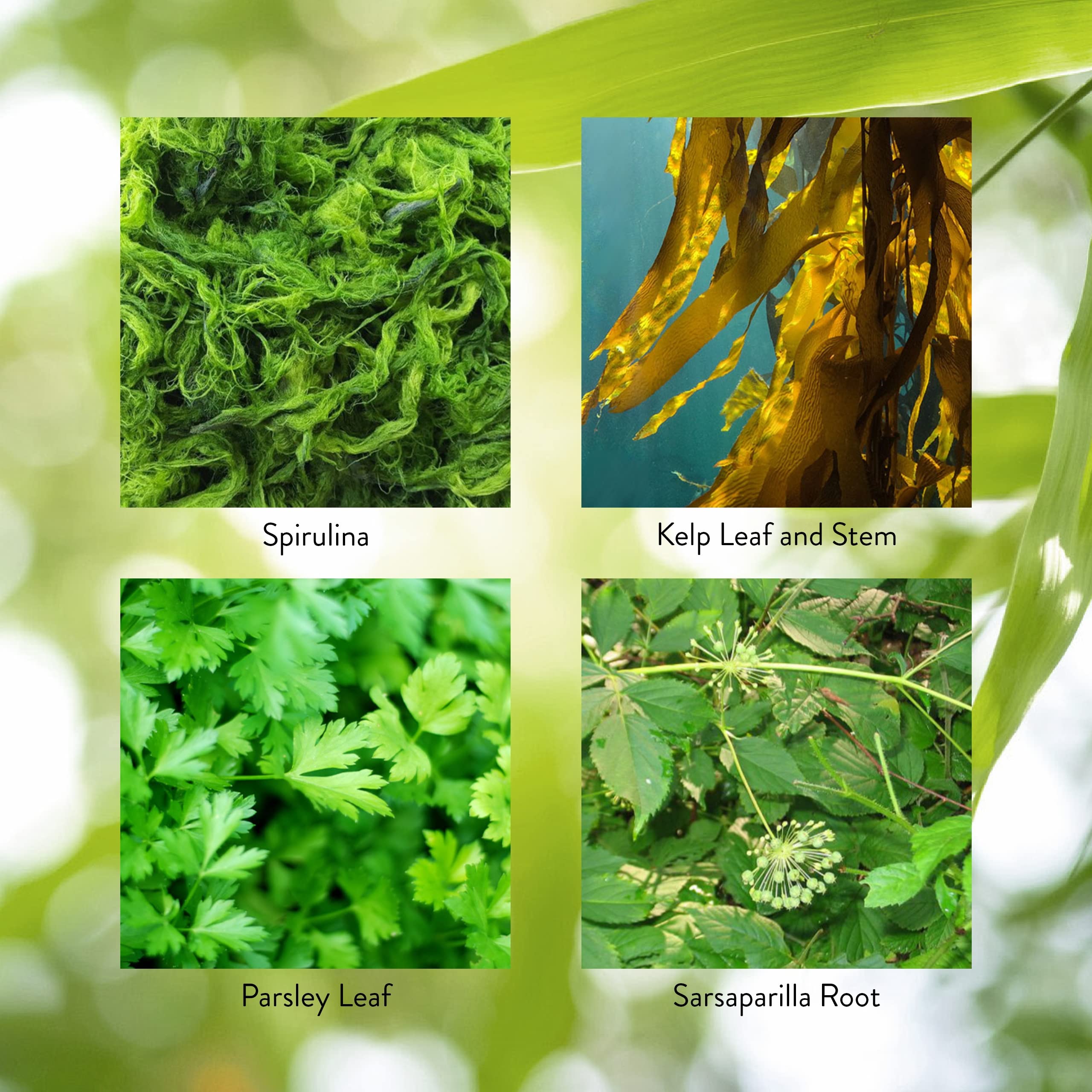 Herbal ingredients including Irish moss and kelp