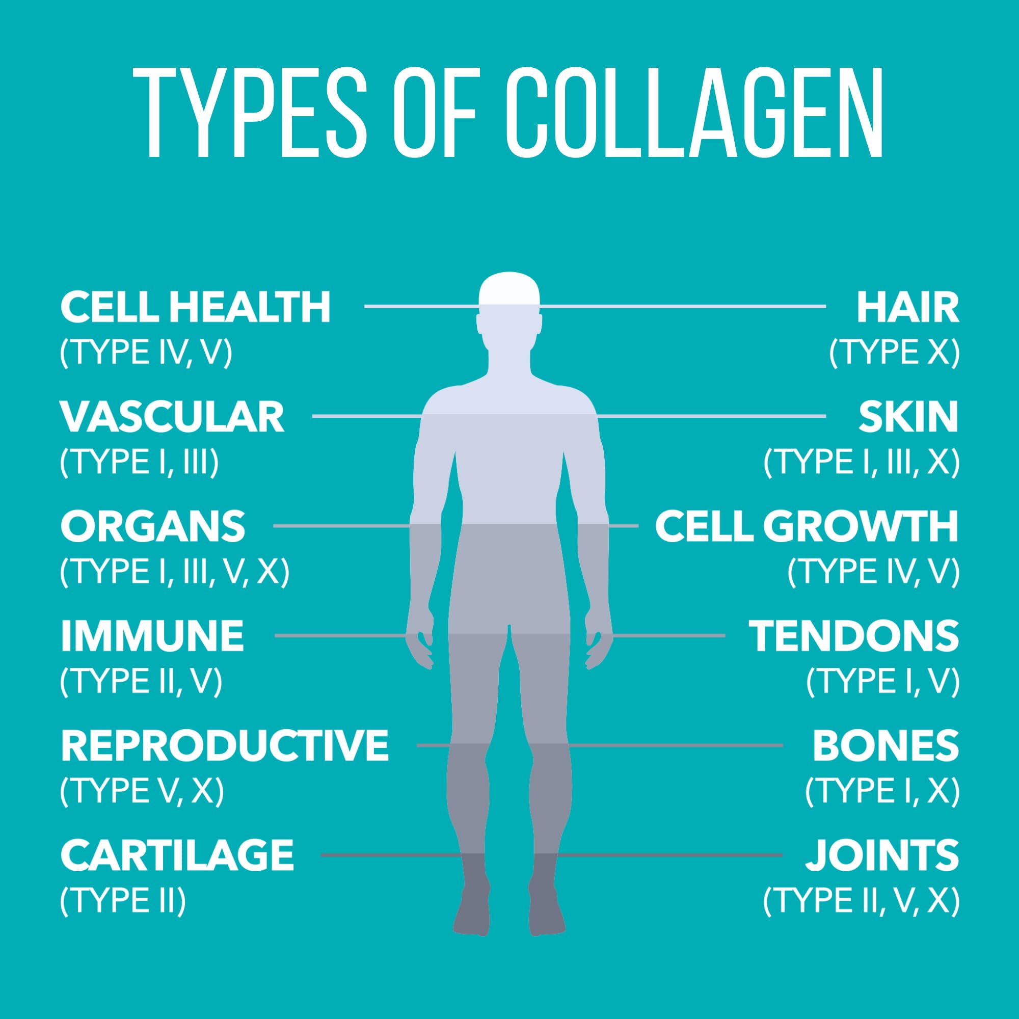 Hydrolyzed collagen for enhanced absorption