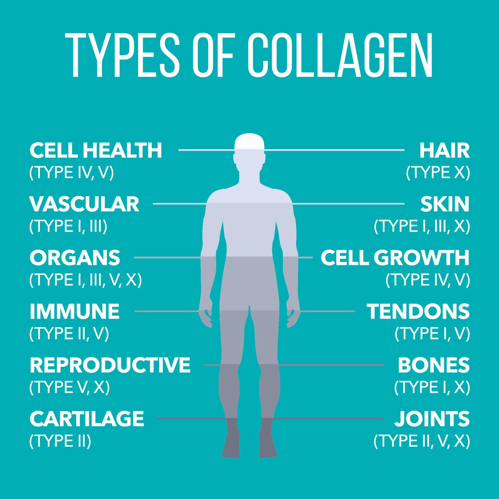 Hydrolyzed collagen for enhanced absorption