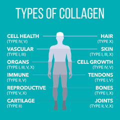 Hydrolyzed collagen for enhanced absorption