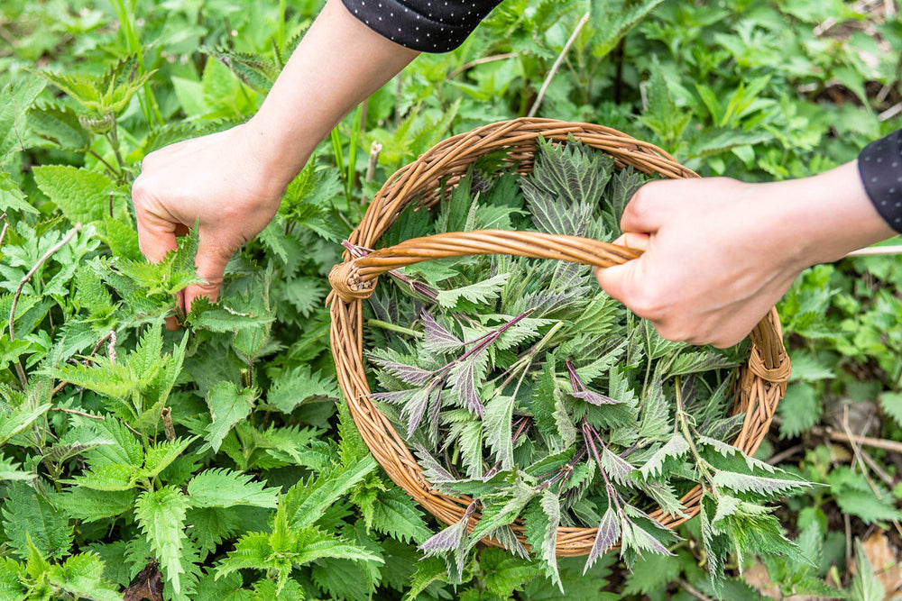 Kosovo wild harvest nettle field