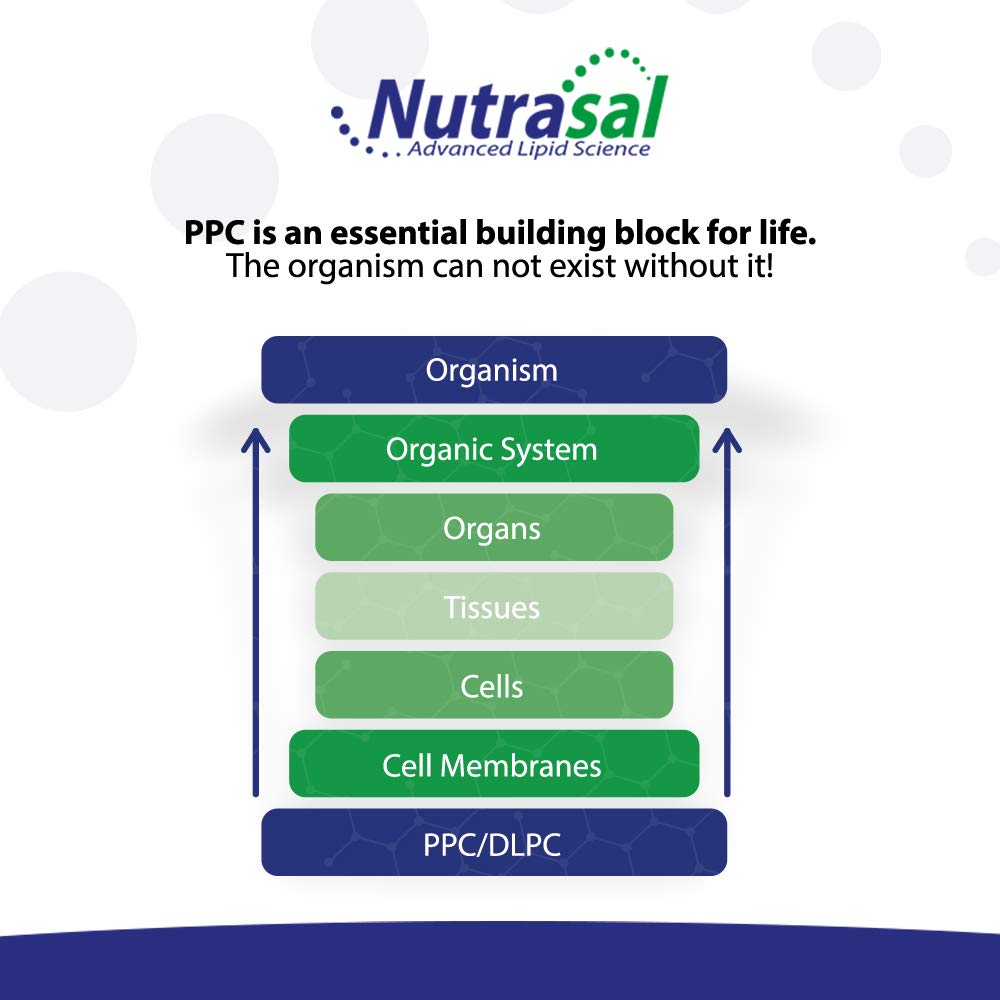 Brain health and memory support illustration related to PhosChol