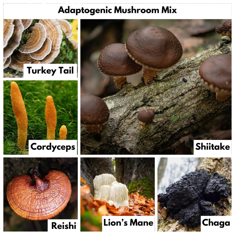 Turkey Tail mushroom extract in Nutricel capsules