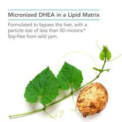 Graphic illustrating the micronized lipid matrix for DHEA absorption