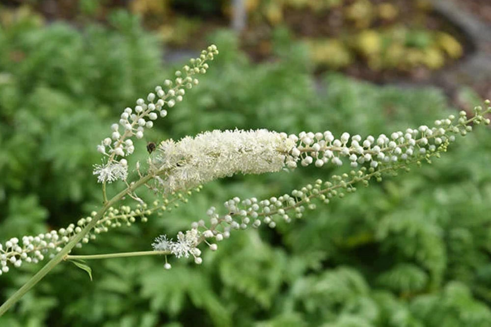 Calendar showing a 365-day supply of Black Cohosh capsules