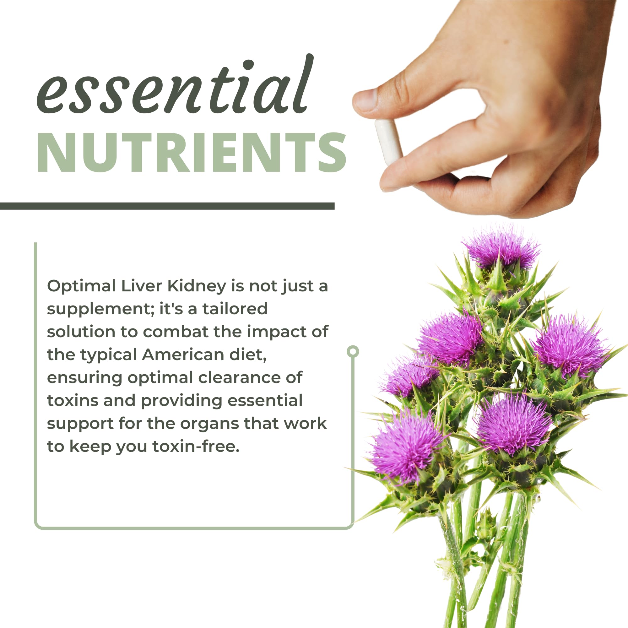 Optimal Health Systems Liver/Kidney Detox barberry ingredient close-up emphasizes mineral-rich nourishment