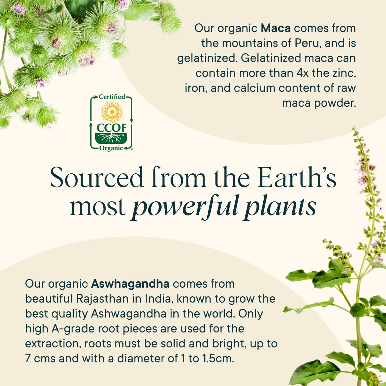 Herbal adaptogen blend concept with maca and ashwagandha