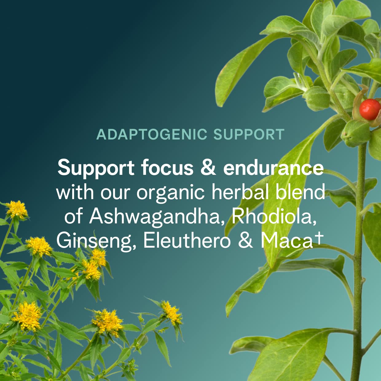 Ora Organic pre-workout ingredients label close-up with organic certifications.