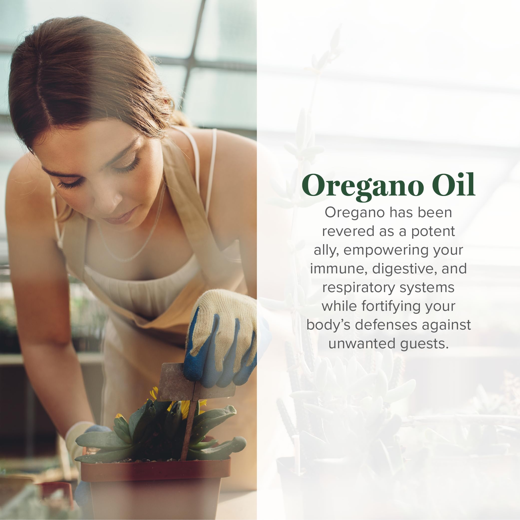 Close-up of oregano oil capsules with cayenne pepper extract