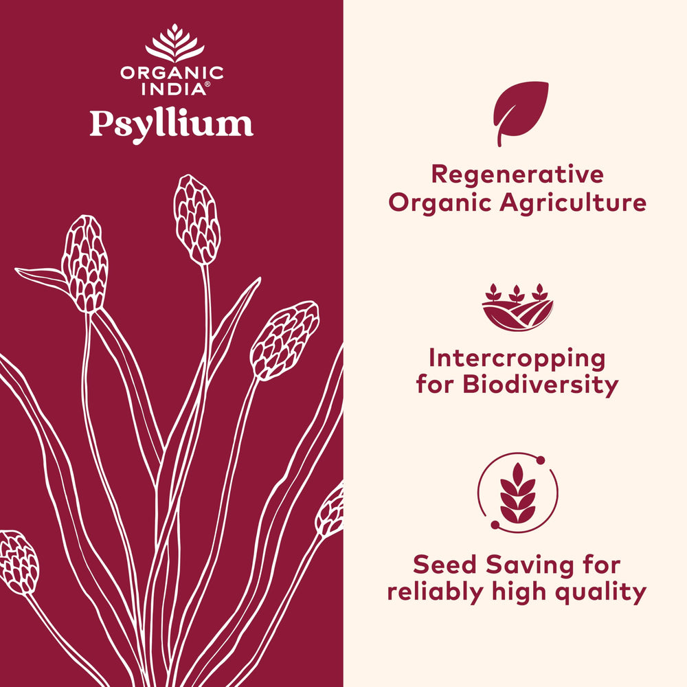Organic India Psyllium powder fine grain scoop demonstrates quick blending.