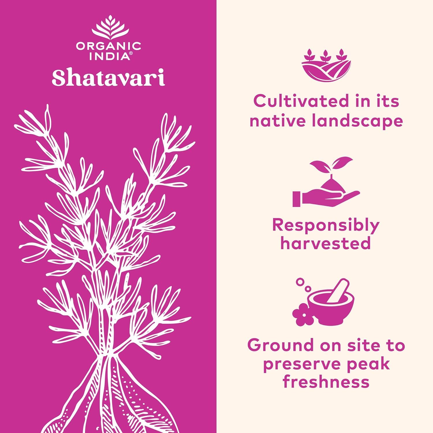 Shatavari plant-themed imagery accompanying the supplement