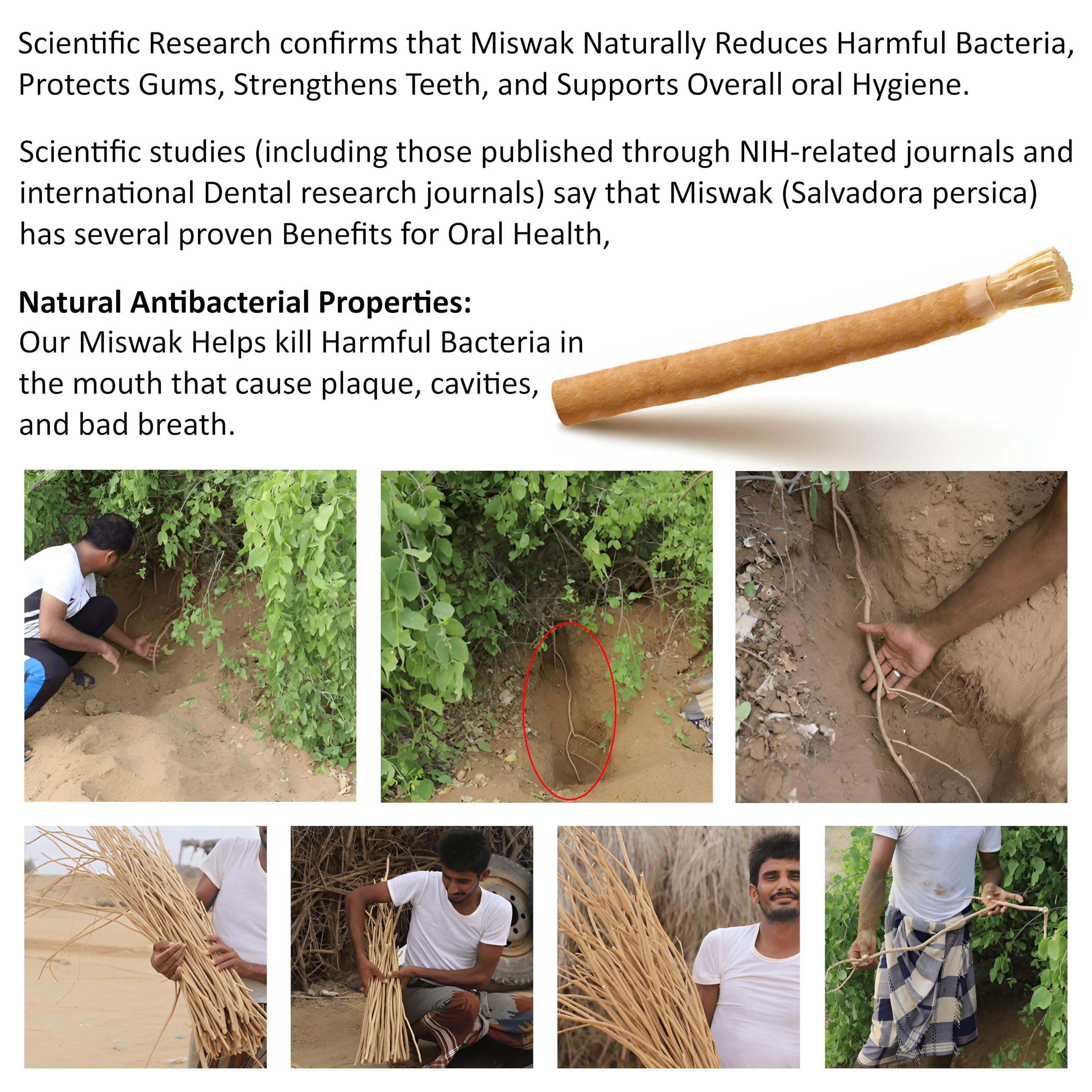 Organic origin of Sewak Al Hijazi Miswak sticks